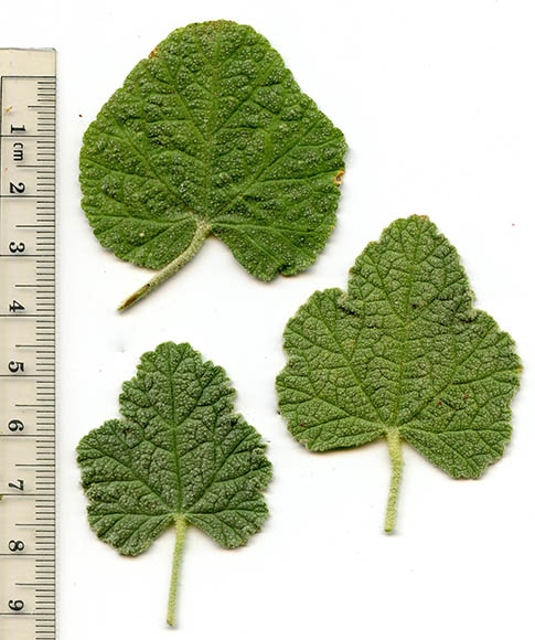  Sphaeralcea ambigua ssp. ambigua